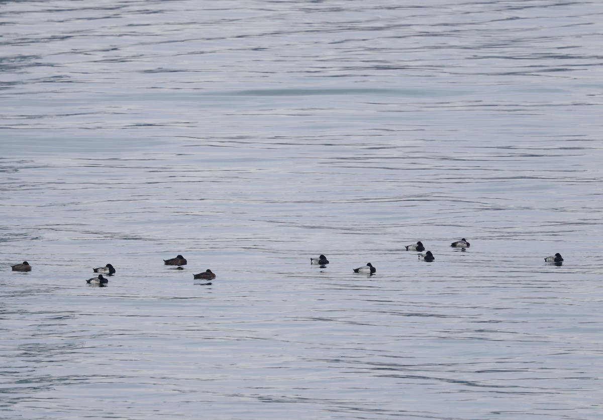 コスズガモ - ML646268964