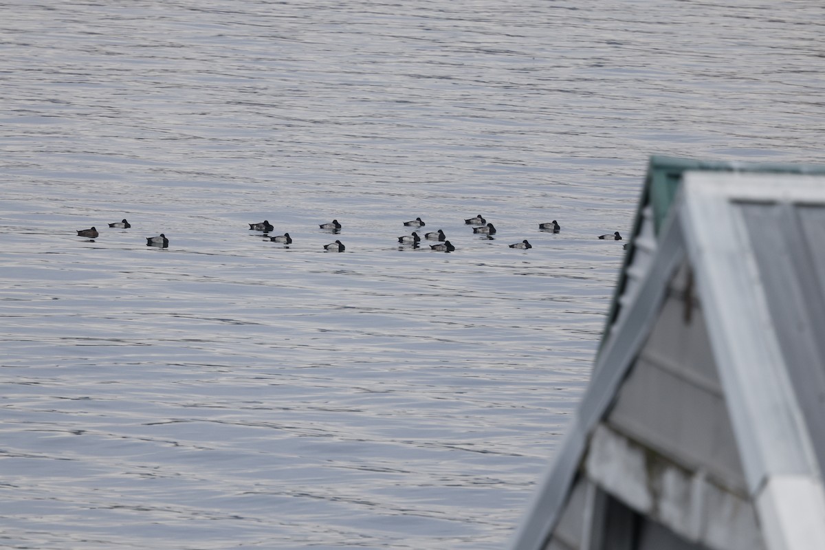 コスズガモ - ML646268965