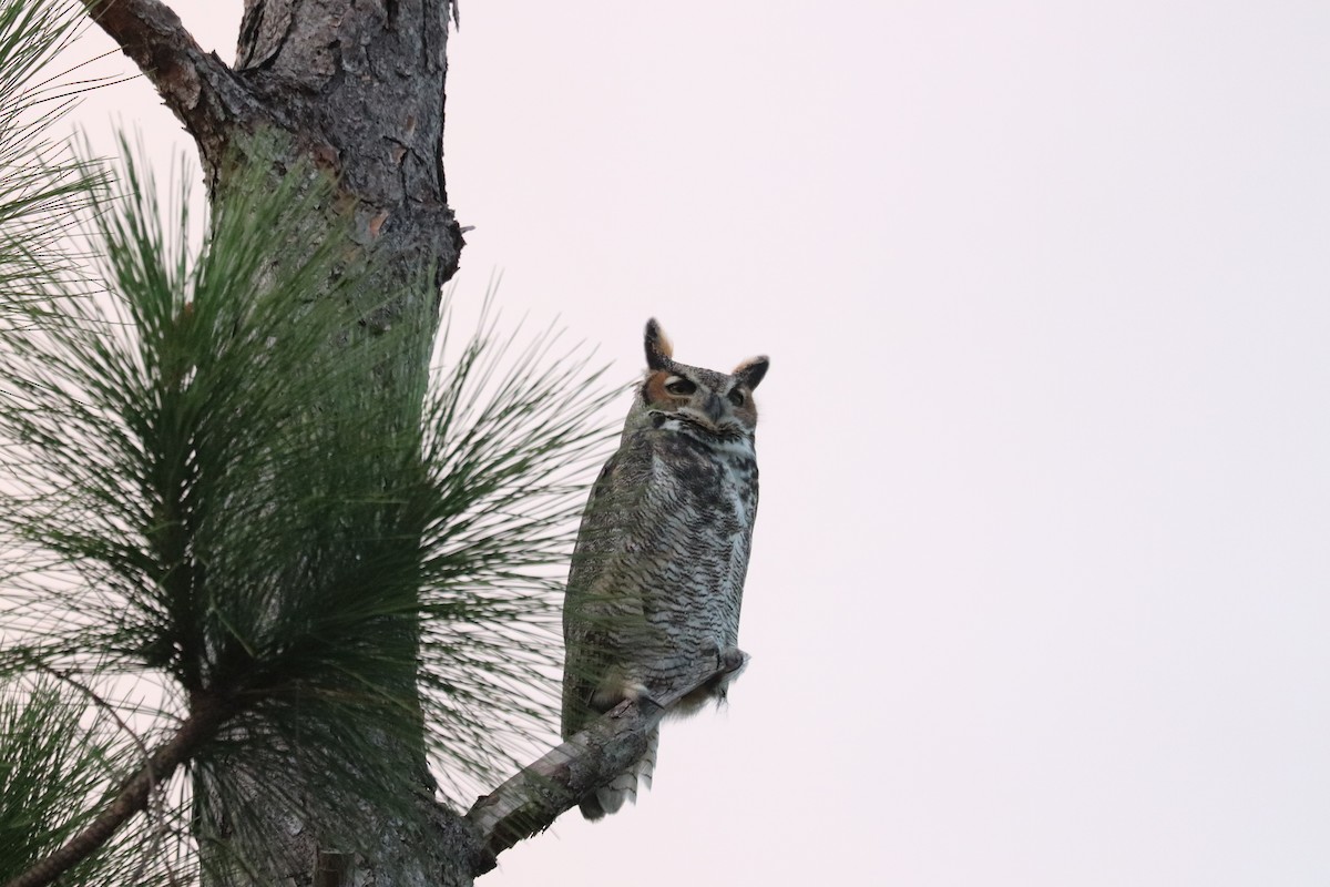 Great Horned Owl - ML646268966