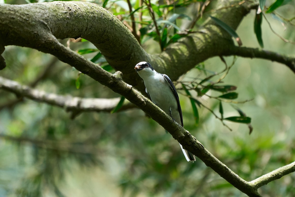 サンショウクイ - ML646268969