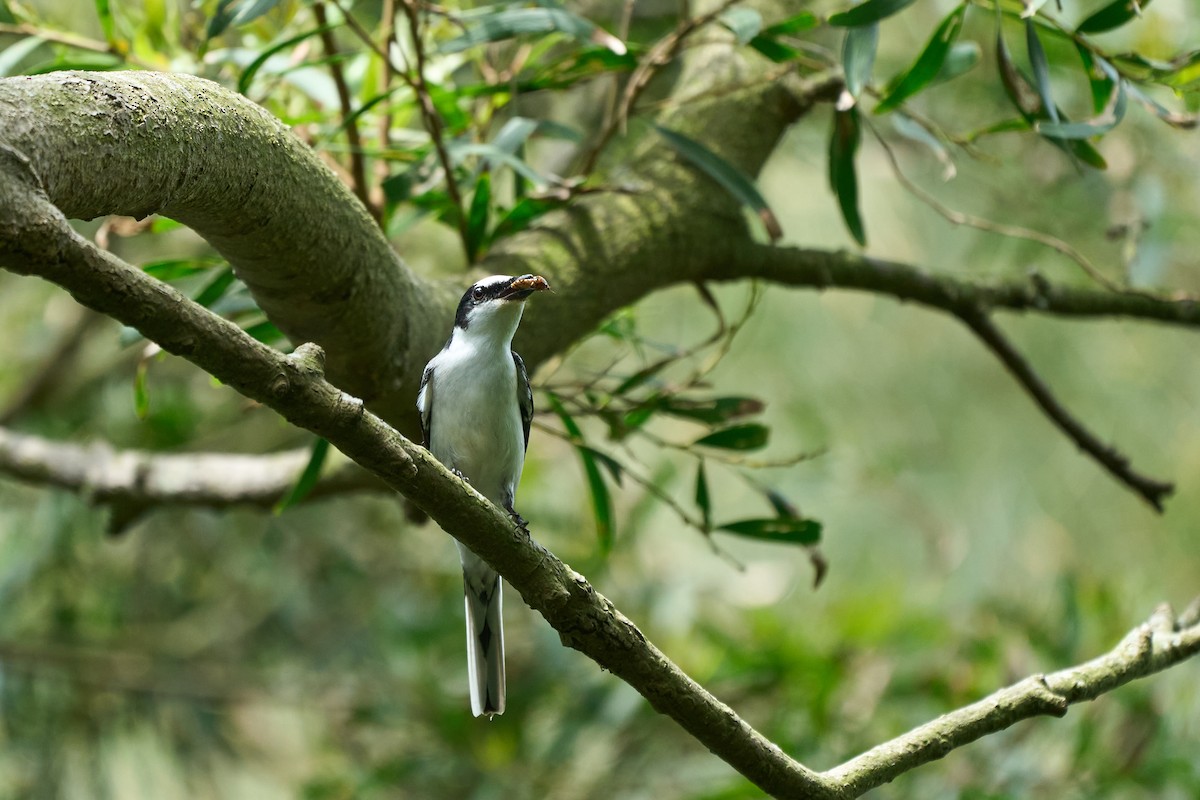 サンショウクイ - ML646268970