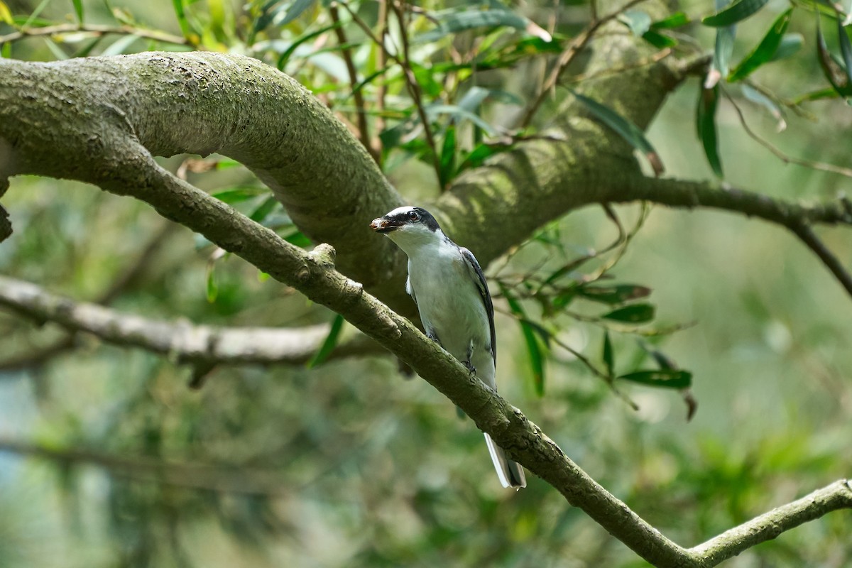 サンショウクイ - ML646268971