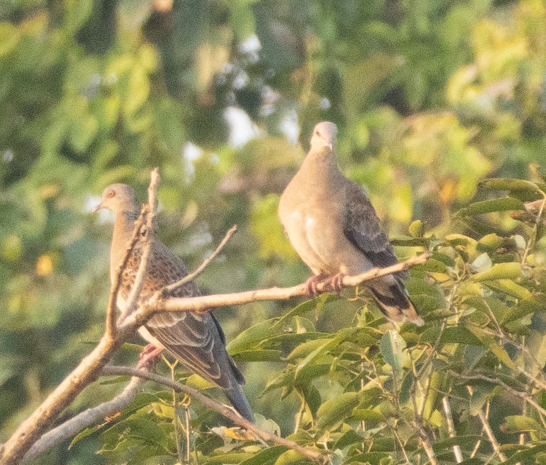 Oriental Turtle-Dove - ML646268976
