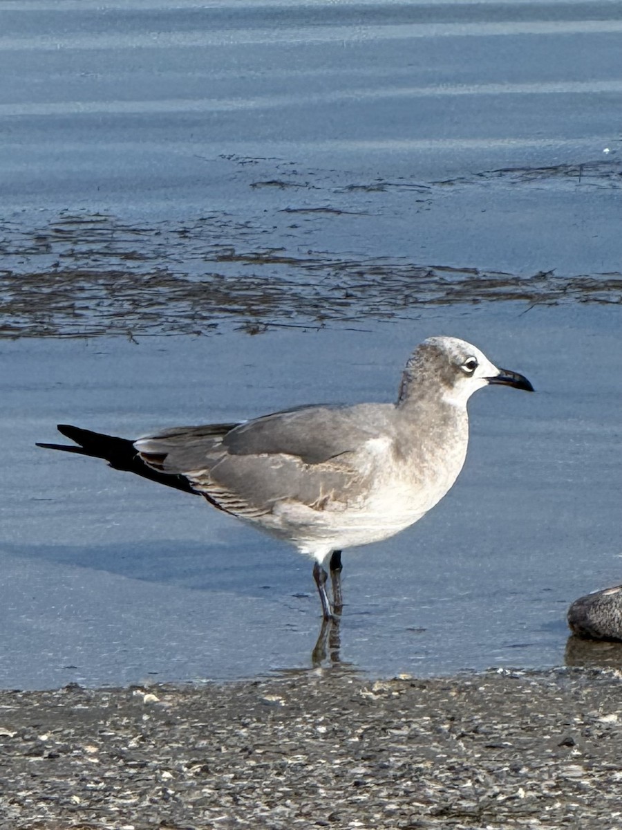 Gabbiano sghignazzante - ML646268982