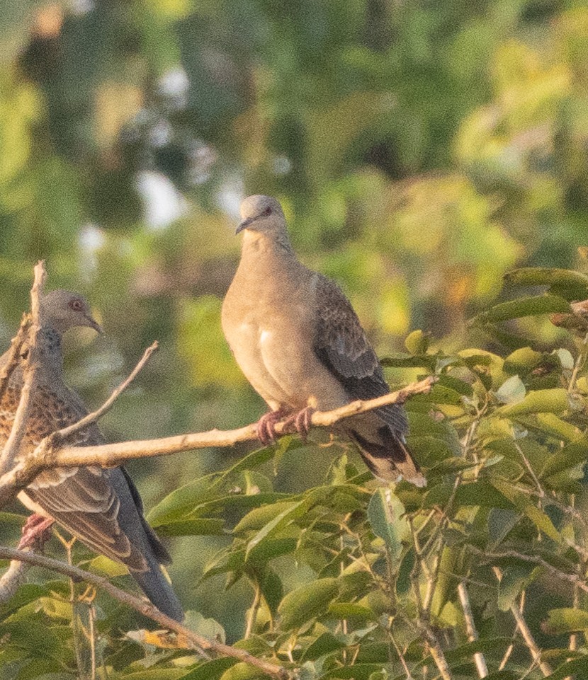 Oriental Turtle-Dove - ML646268983