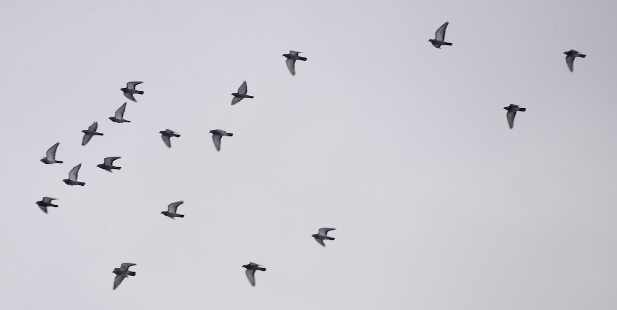 Kaya Güvercini (evcil tip) - ML646268984