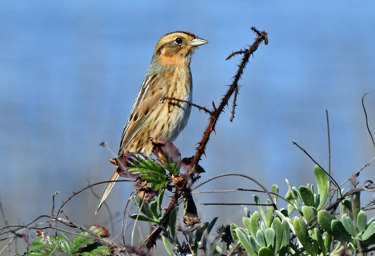Nelson's Sparrow - ML646268985
