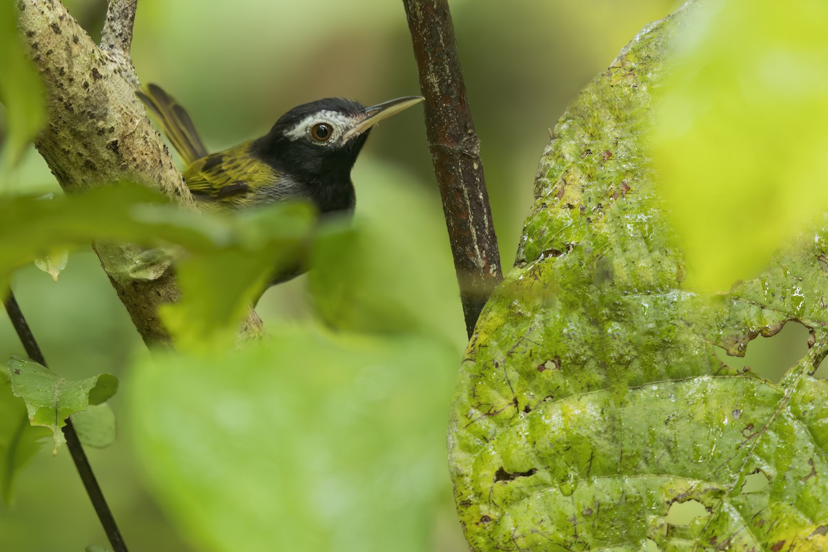 White-browed Tailorbird - ML646268992