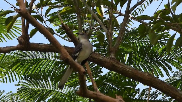 Пересмішник багатоголосий - ML646268997