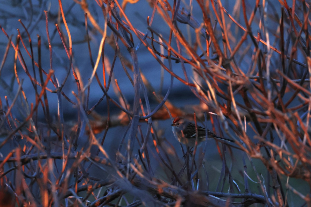 ムナフヒメドリ - ML646269002