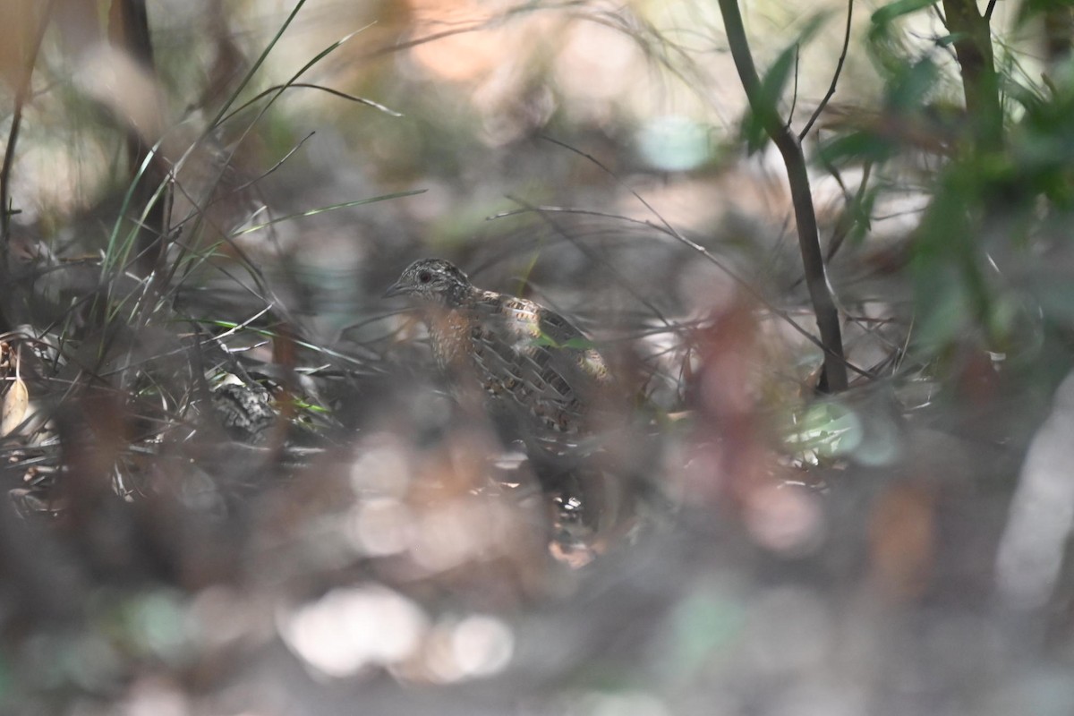 Boyalı Bıldırcınyelvesi - ML646269005