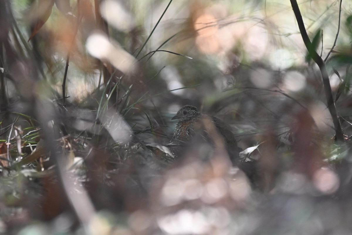 Boyalı Bıldırcınyelvesi - ML646269006