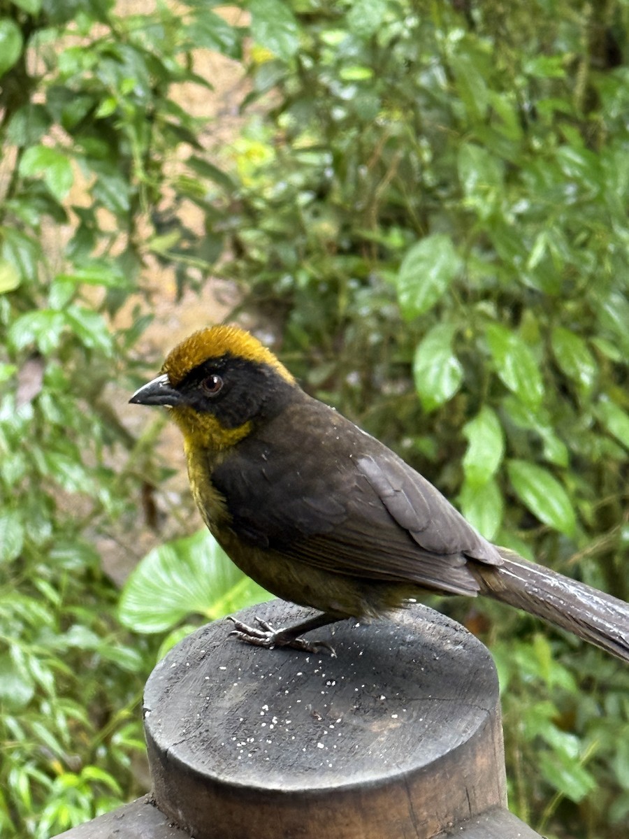 Choco Brushfinch - ML646269012