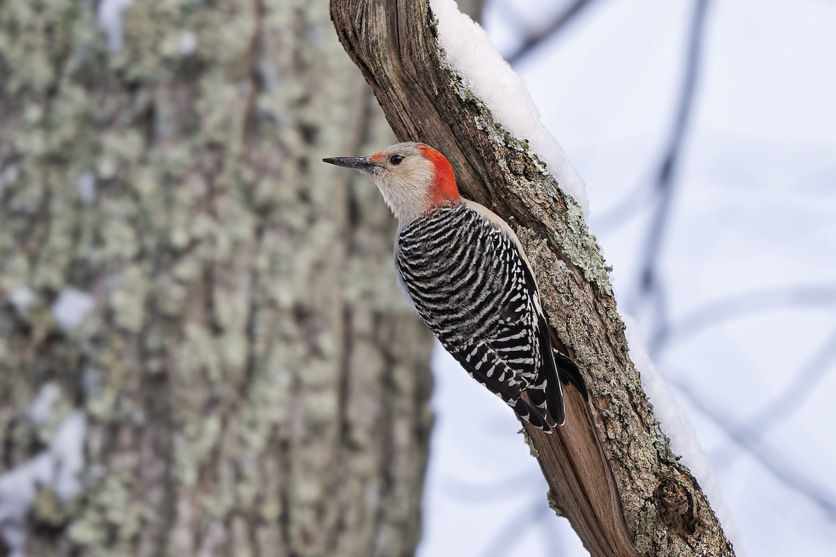 Red-bellied Woodpecker - ML646269014