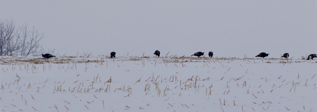 Wild Turkey - ML646269017