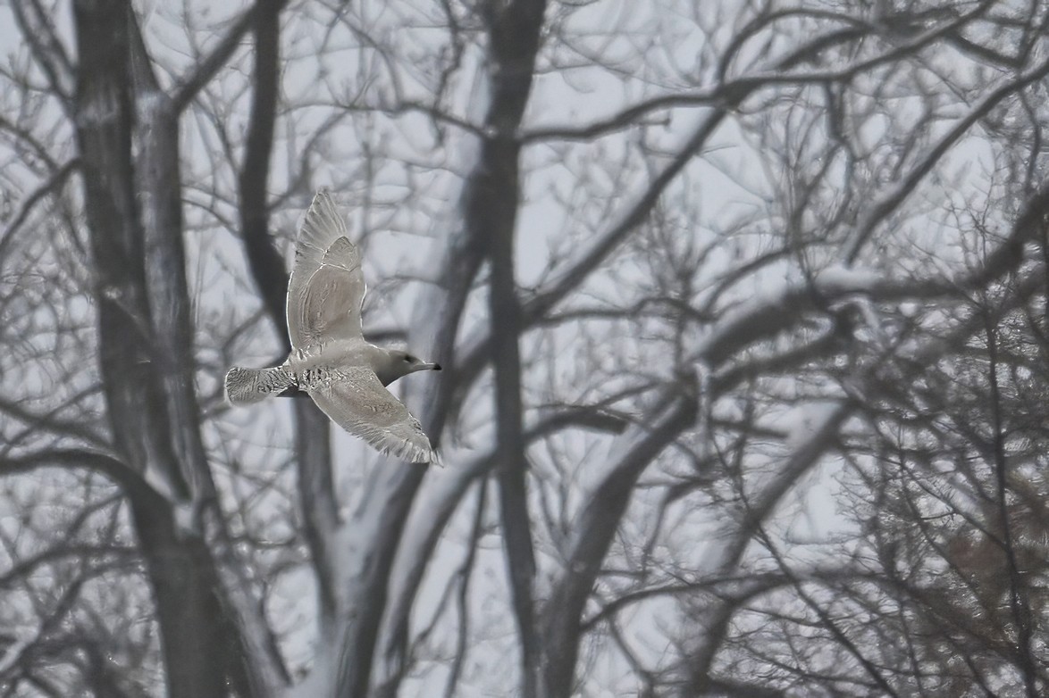 American Herring x Glaucous Gull (hybrid) - ML646269024