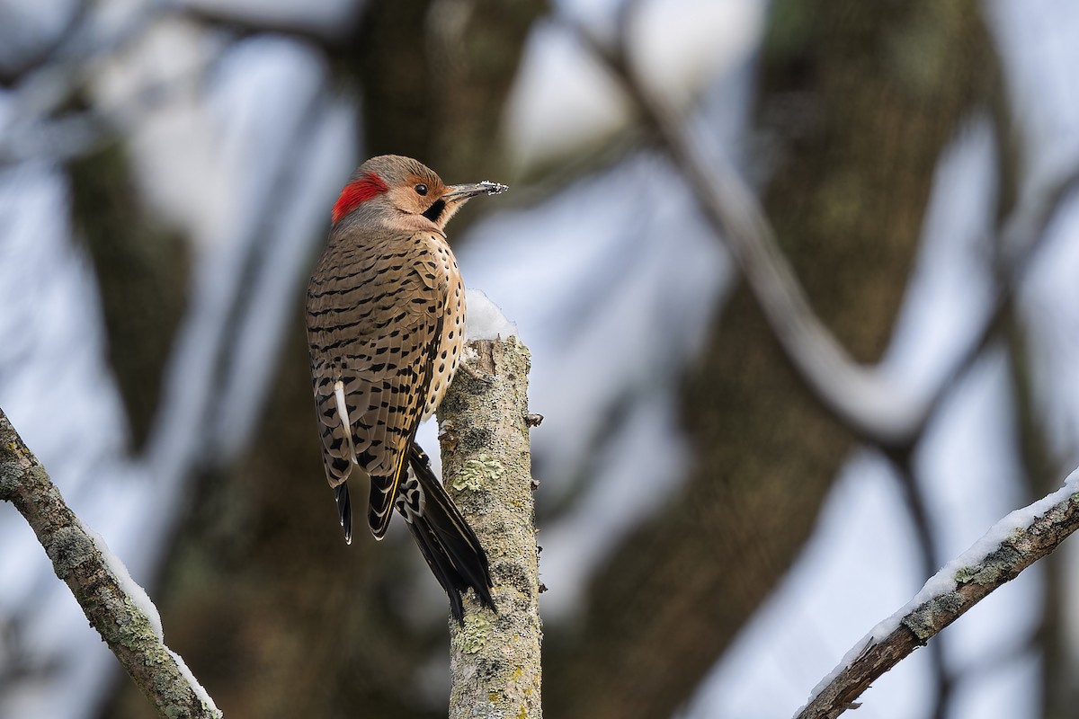 Northern Flicker - ML646269026