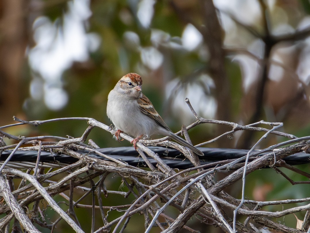 Chipping Sparrow - ML646269028