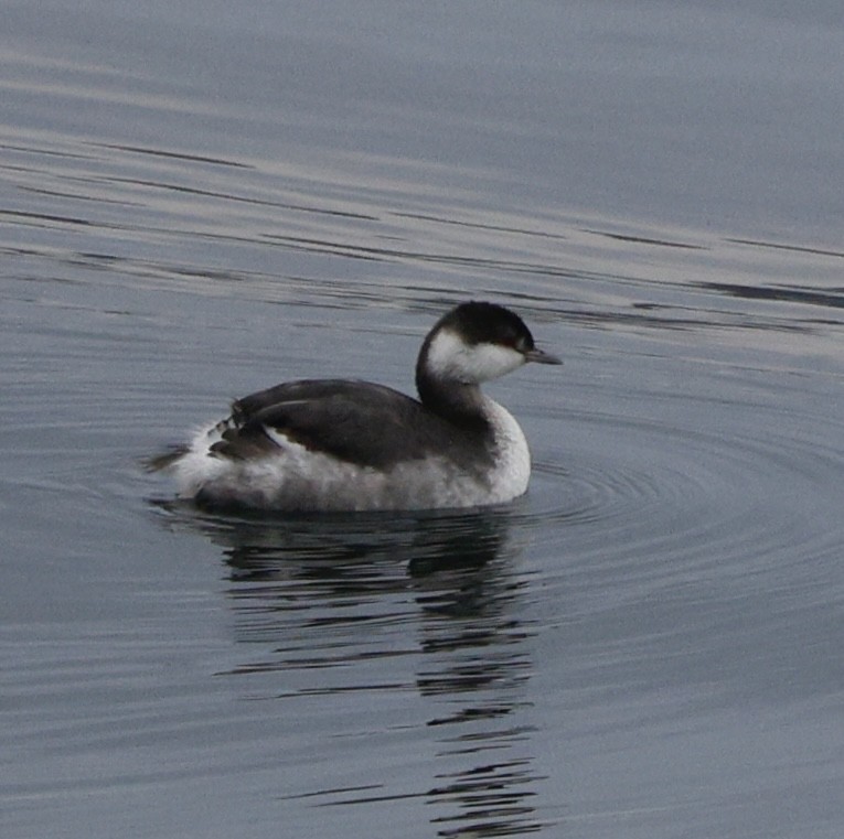 Horned Grebe - ML646269029