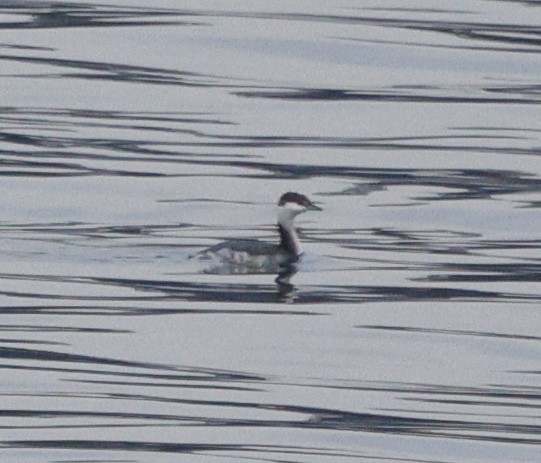 Horned Grebe - ML646269030