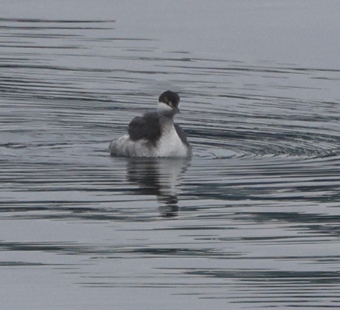 Horned Grebe - ML646269031