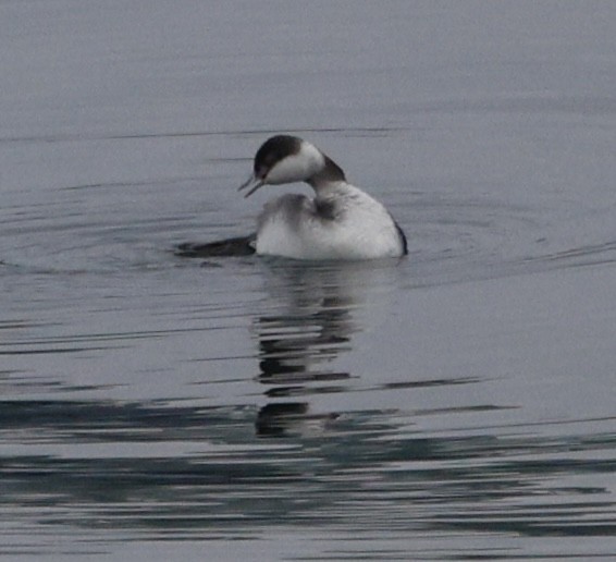 Horned Grebe - ML646269032