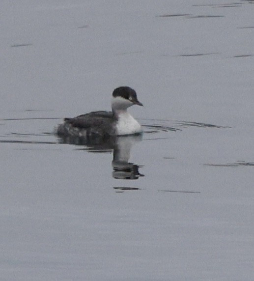 Horned Grebe - ML646269033