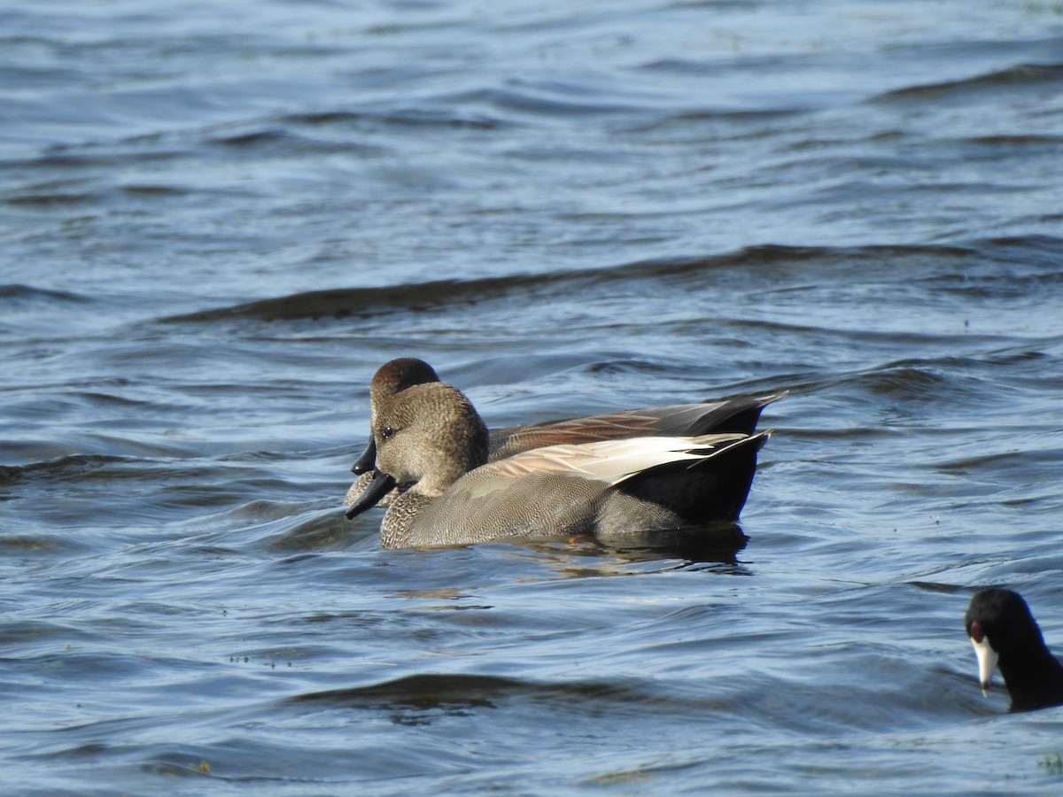 Boz Ördek - ML646269047