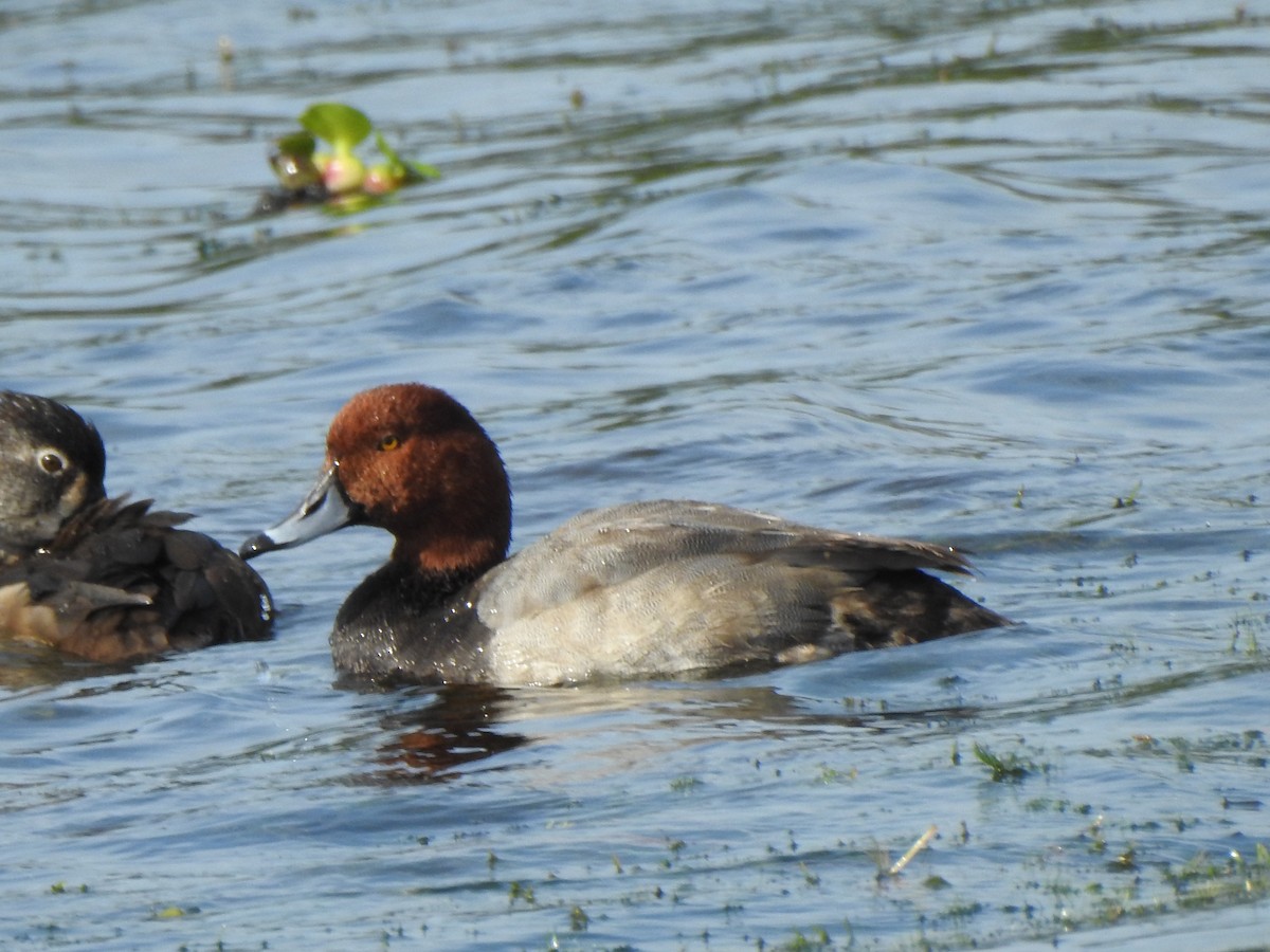 Porrón Americano - ML646269053