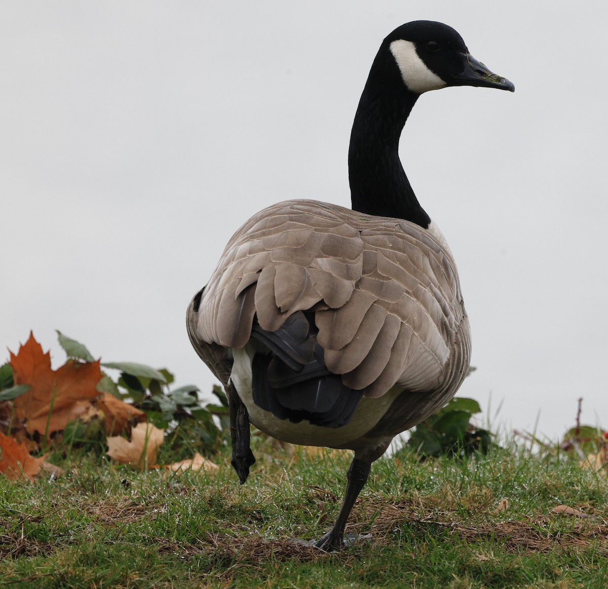 Oca canadese maggiore - ML646269054