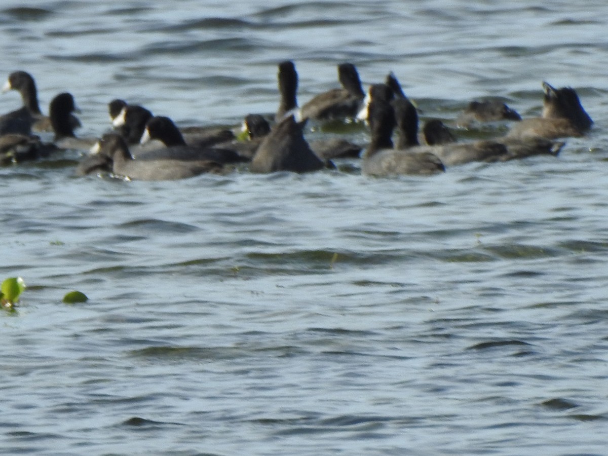 American Coot - ML646269057