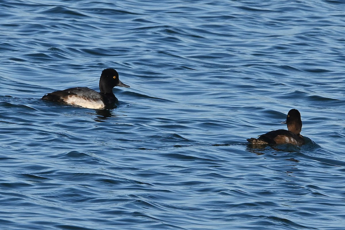 Kanadabergente - ML646269058