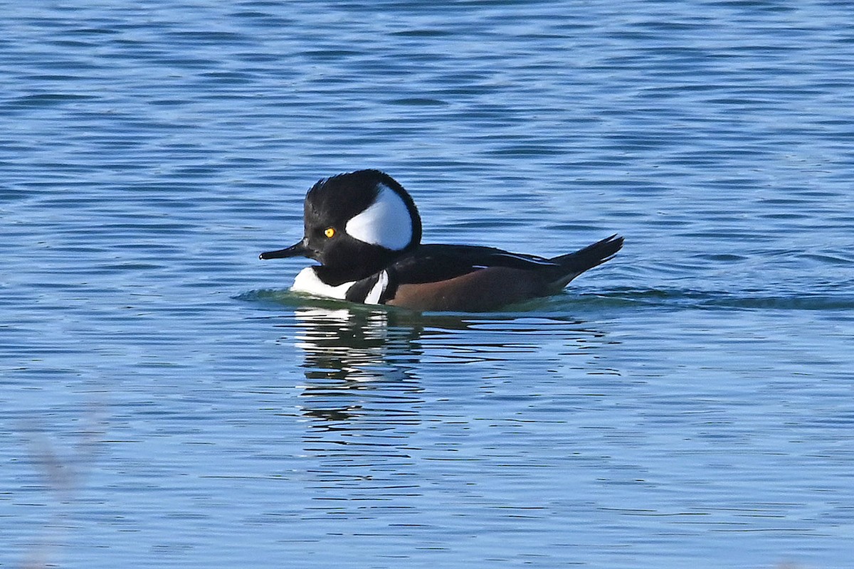 Kappensäger - ML646269060