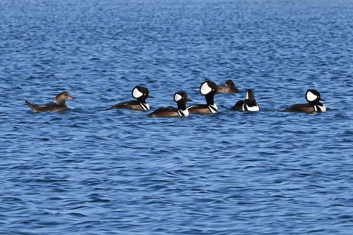 Kappensäger - ML646269061