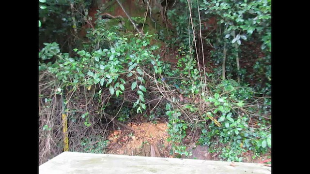 Підпаленик білочеревий - ML646269063