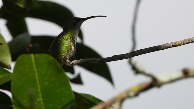 Колібрі-манго пуерто-риканський - ML646269064