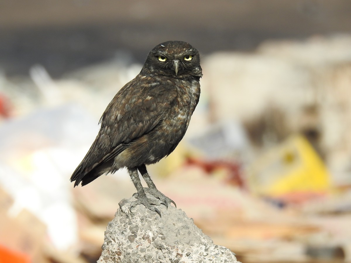 Burrowing Owl - ML646269070