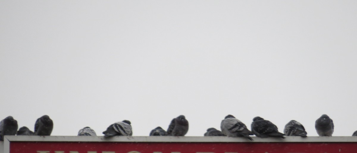 Piccione domestico - ML646269071