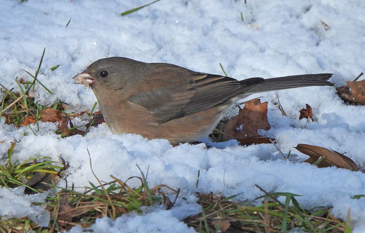 Junco Ojioscuro - ML646269076