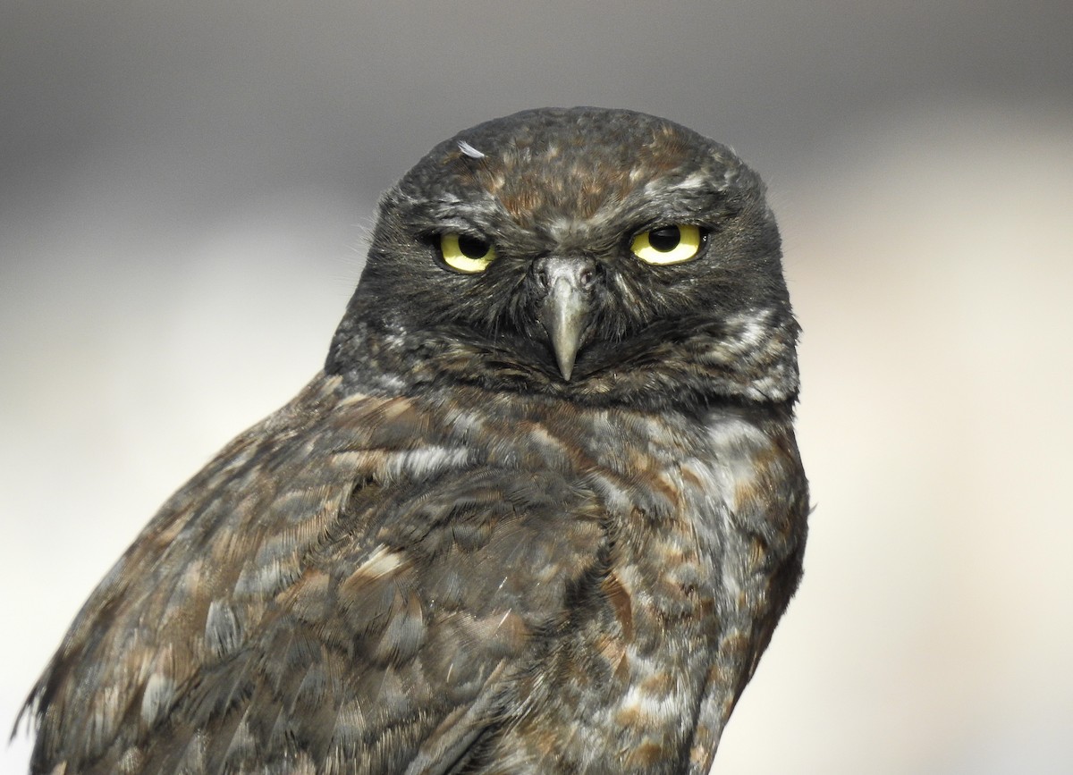 Burrowing Owl - ML646269078