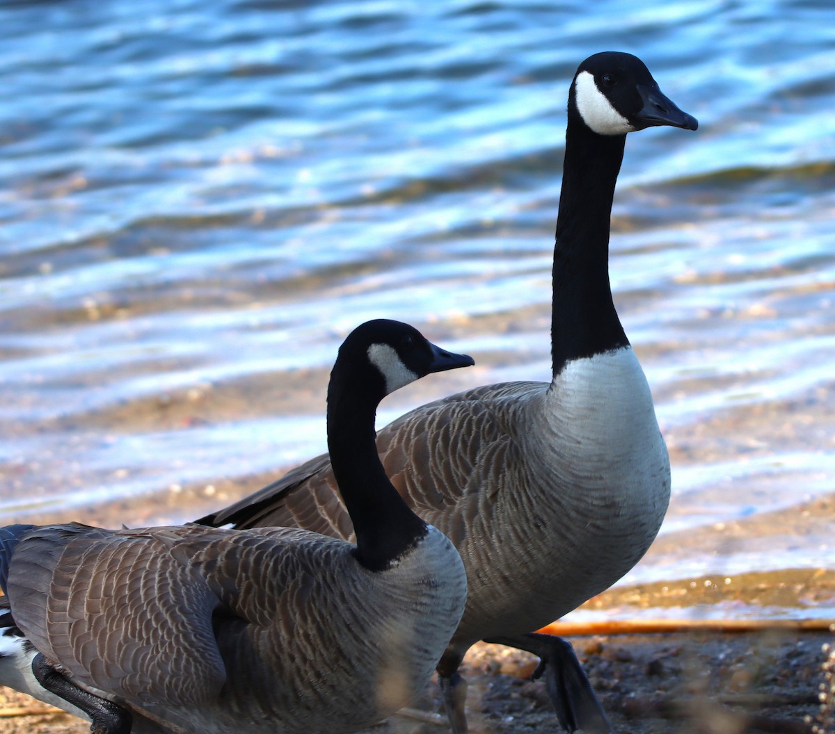 Oca canadese maggiore - ML646269083