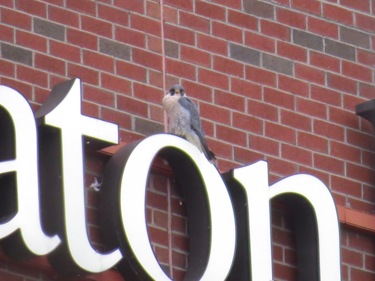 Falco pellegrino - ML646269084