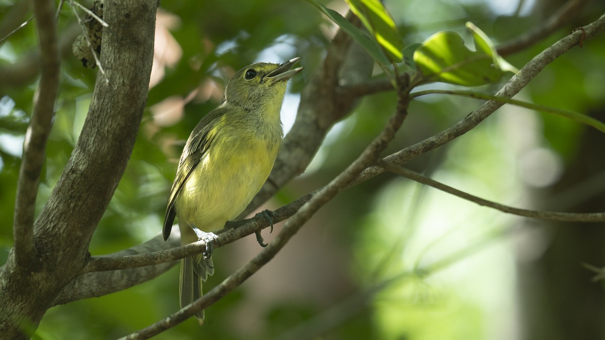 Thick-billed Vireo - ML646269087