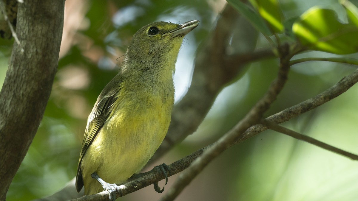 Thick-billed Vireo - ML646269088