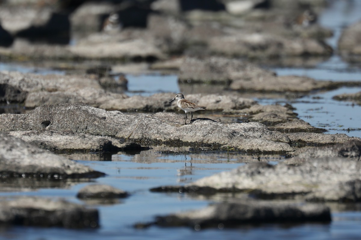 Перепончатопалый песочник - ML646269099