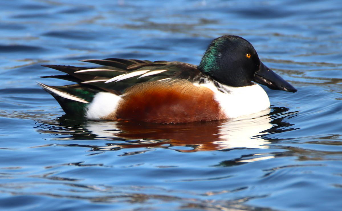 Mestolone - ML646269103