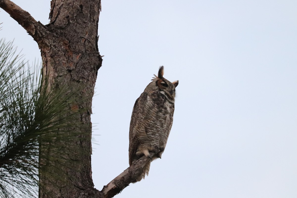 Great Horned Owl - ML646269104