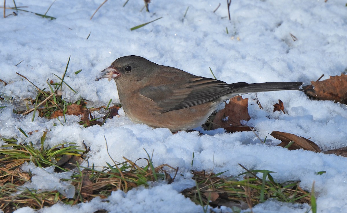 Junco Ojioscuro - ML646269105