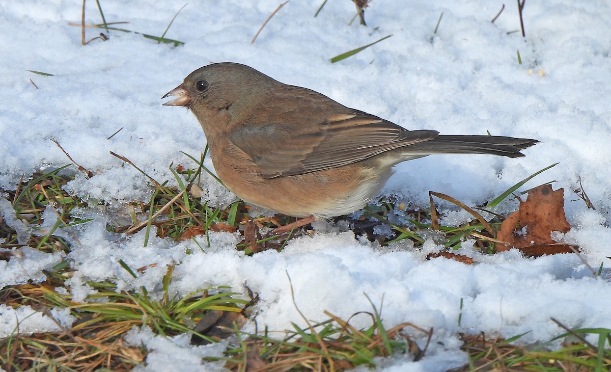 Junco Ojioscuro - ML646269106