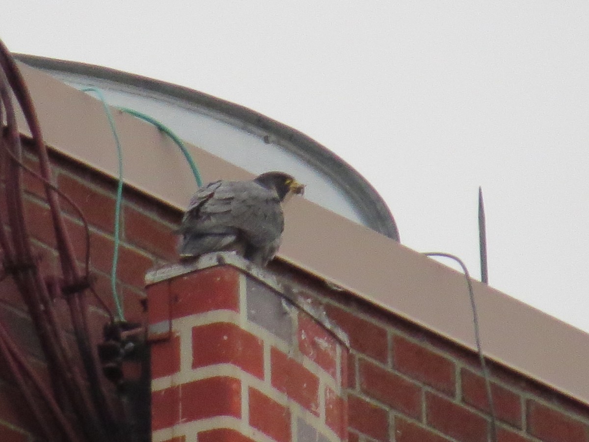 Falco pellegrino - ML646269109